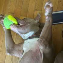 Thumbnail photo of Ace #2