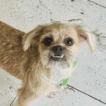 Thumbnail photo of Jagger #1