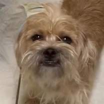 Thumbnail photo of Jagger #2