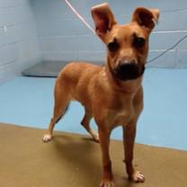 Thumbnail photo of URGENT PUPPY ON DEADLINE! #3