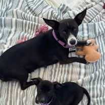 Thumbnail photo of Pippa #2