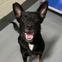 Thumbnail photo of BERT #2