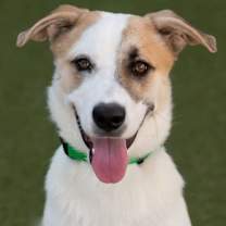 adopt-pet