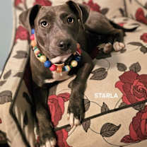 Thumbnail photo of Starla #1