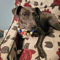 Thumbnail photo of Starla #2