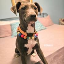 Thumbnail photo of Starla #3