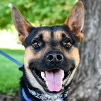 Thumbnail photo of Gilligan #1