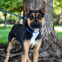 Thumbnail photo of Gilligan #2