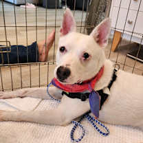 Thumbnail photo of Luther #3