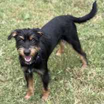 Thumbnail photo of Huxley #1