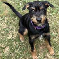 Thumbnail photo of Huxley #2