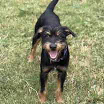 Thumbnail photo of Huxley #3