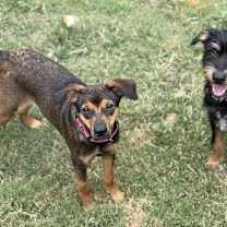 Thumbnail photo of Huxley #4