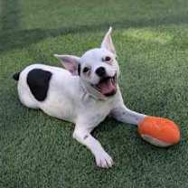 Thumbnail photo of Shakira #3