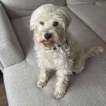 adopt-pet
