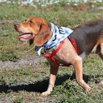 Thumbnail photo of Baro #2