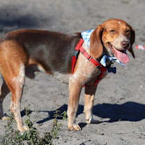 Thumbnail photo of Baro #3