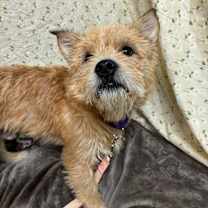 Thumbnail photo of Wishbone #1