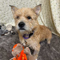 Thumbnail photo of Wishbone #2