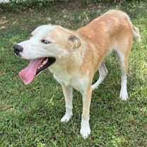 Thumbnail photo of Shiloh #2