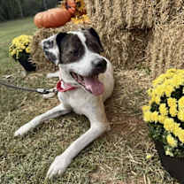 Thumbnail photo of Sophie:  Not at shelter (Melissa) #2