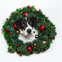 Thumbnail photo of Mr. Bojangles #2