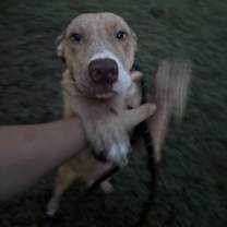 Thumbnail photo of Louie #1