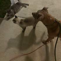 Thumbnail photo of Louie #2