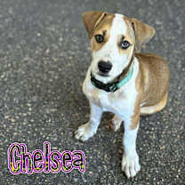 adopt-pet