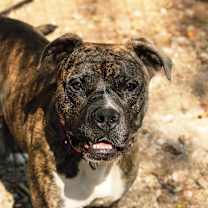 Thumbnail photo of Princess Fiona #1