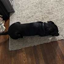 Thumbnail photo of Milo #4