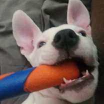 Thumbnail photo of Tallow #3