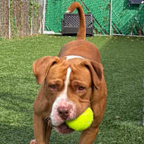 Thumbnail photo of Bruno #4