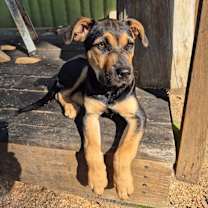 Thumbnail photo of Bessie #1