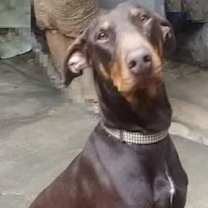 Thumbnail photo of Rocky #1