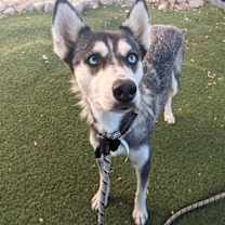 adopt-pet