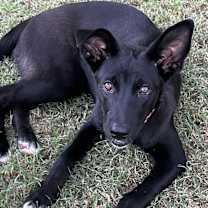adopt-pet