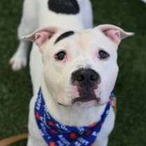 Thumbnail photo of Onyx #1