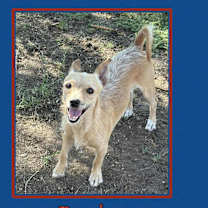 adopt-pet