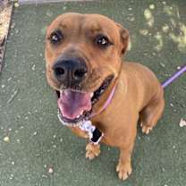 adopt-pet
