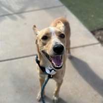 adopt-pet