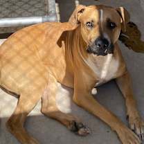 adopt-pet