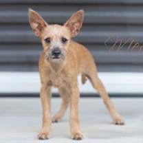 adopt-pet