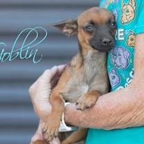 adopt-pet