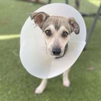 adopt-pet