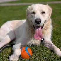 adopt-pet