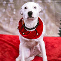 Thumbnail photo of Harvey #1