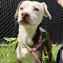 Thumbnail photo of Robin #1