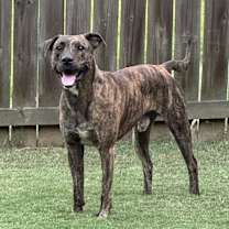 Thumbnail photo of Finn #1