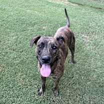 Thumbnail photo of Finn #2